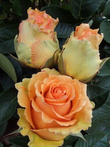Amazon.com : 100 Fresh Hot Peach Roses | 50 cm. long (20